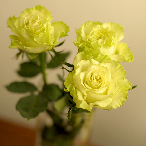 0721-rose.jpg